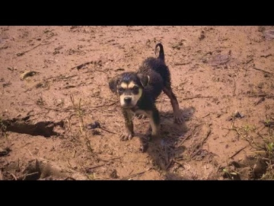 Rescue Poor Puppy Wandering In The Field In The Heat Of 50 Degrees Celsius