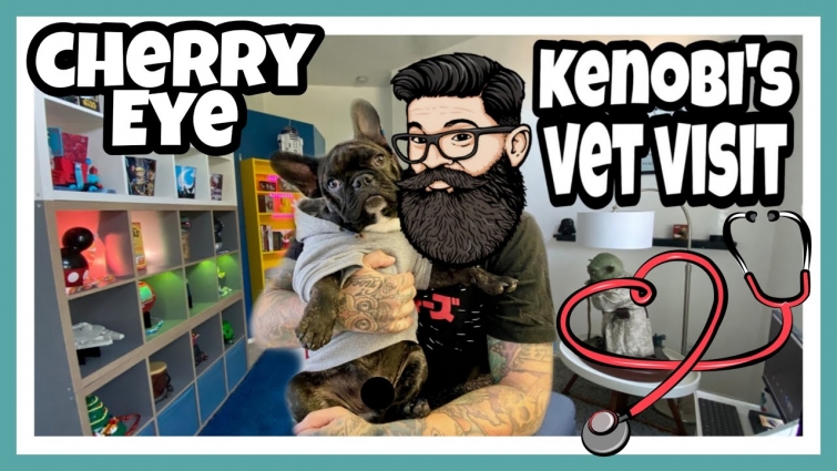 Kenobi`s Vet Visit and removal of Cherry Eyes