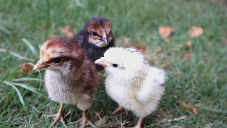 Bucket Incubator || Chicks Hatched from Bucket Incubator at Home || Moazzam Ali