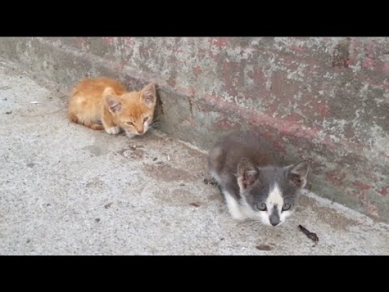 Two lost kittens need help
