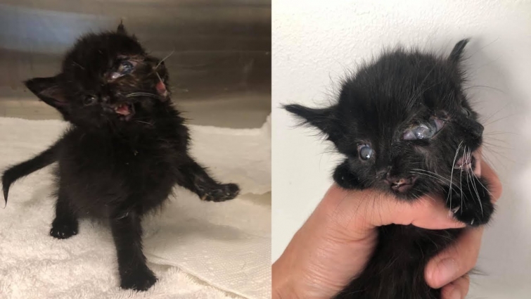 Newborn Kitten With 2 Faces Who Rejected by Her Mom Cat Finds Forever Home With Vet