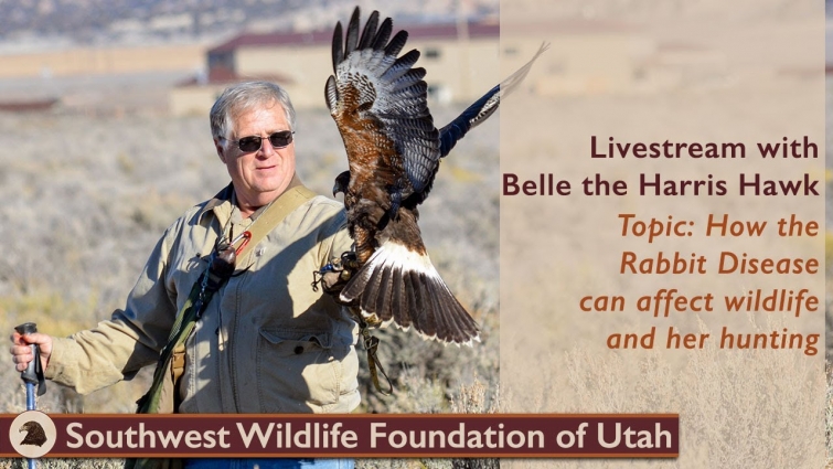Live with Belle the Harris Hawk | How the Rabbit Disease can affect wildlife and her hunting