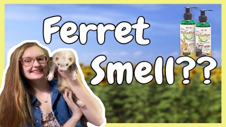 How to Make Ferrets smell BETTER?! | Pazuandfriends