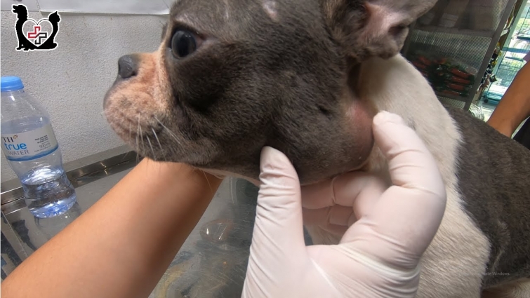 Saving a Cute French bulldog with a big infection area!
