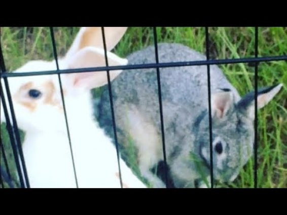 My Morning Pet Routine 2020
