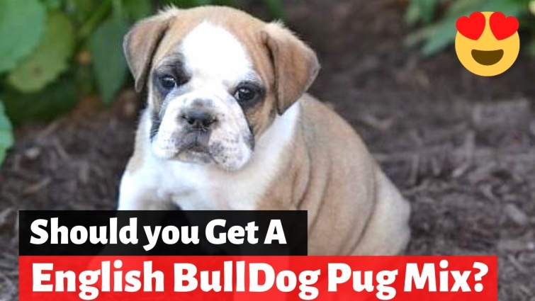A Detailed Guide on English Bulldog Pug mix | Should you get one for yourself?