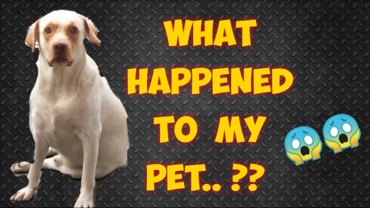 WHAT HAPPENED TO MY PET ? |PART 1| BUDDY | 02 VLOG|