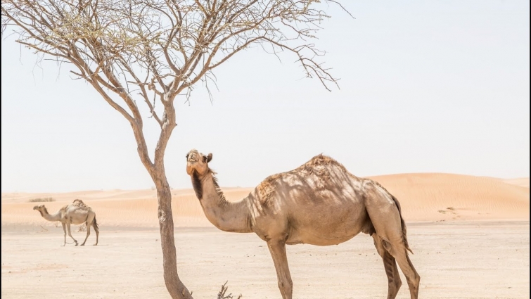 CAMEL MILK FARMING (Rajasthan), जैसलमेर [ Jaisalmer ] 'सफेद सोने' से कम नहीं है ऊंटनी का दूध |