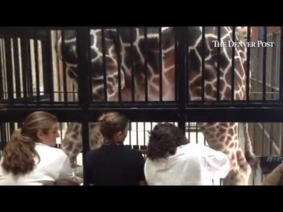 Zookeepers and a veterinarian care for Dikembe the giraffe at the @DenverZoo. #SNUGG