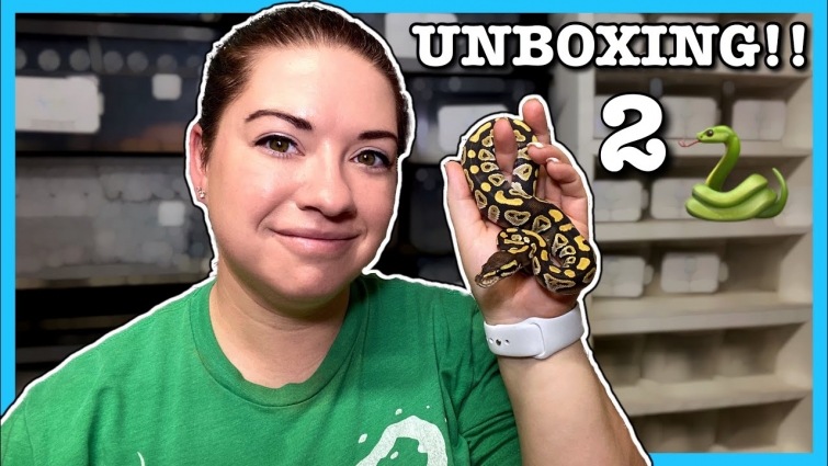 BALL PYTHON UNBOXING from First State Exotics!! | Ball Python Breeding