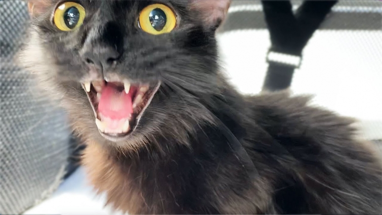 Stray Cat *FREAKS OUT* at First Vet Visit