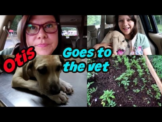 Otis goes to the vet