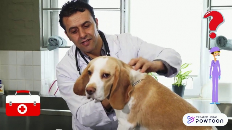 What does the future look like? Veterinary