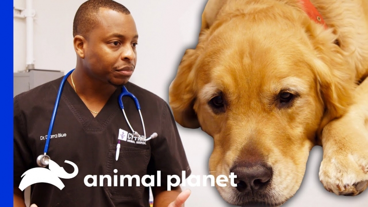 Dr. Blue Is Not Sure If This Golden Retriever's Toe Is Broken | The Vet Life