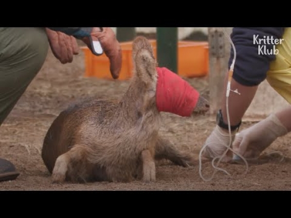 One Who Can Set Blinded Water Deer Lost In The Human World Free Is.. (Part 1) | Kritter Klub