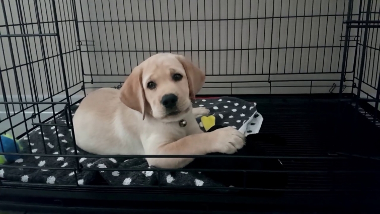 Labrador Retriever Puppy – My First Visit to the Vet