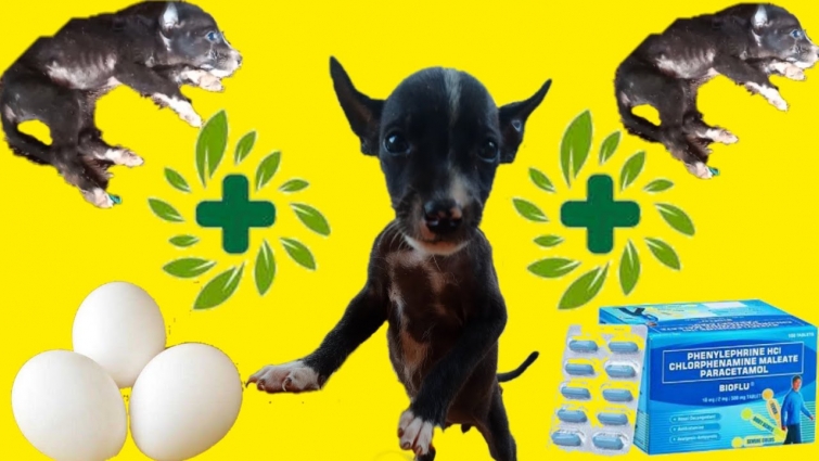 PUPPY ALMOST DIED HEAL BY EGG & BIOFLU MEDICINE