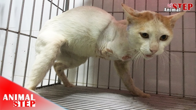 Rescue Poor Stray Cat who suffered from a Front Leg Broken