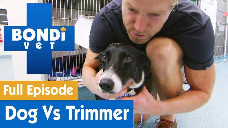 🐶 Dog's Crazy Fight With Hedge Trimmer | FULL EPISODE | S07E16 | Bondi Vet