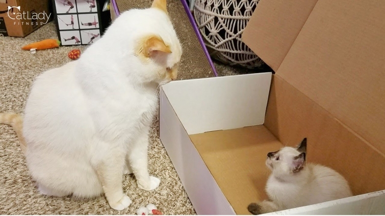 Introducing all three foster kittens to Puppy & Alfred (Day 16 flashback) 😻