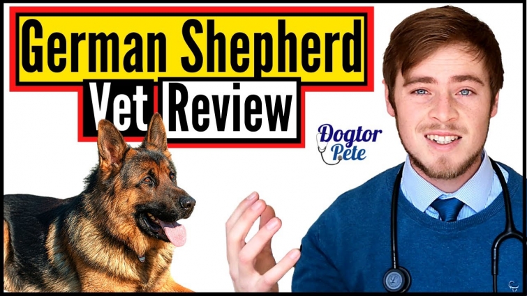 The German Shepherd Breed – Reviewed By A Vet | Dogtor Pete