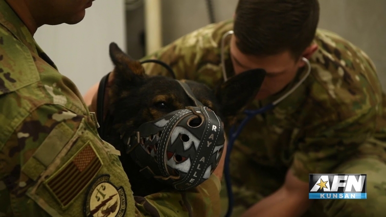 Kunsan Military Working Dogs received checkups from a veterinarian stationed at Camp Humphreys