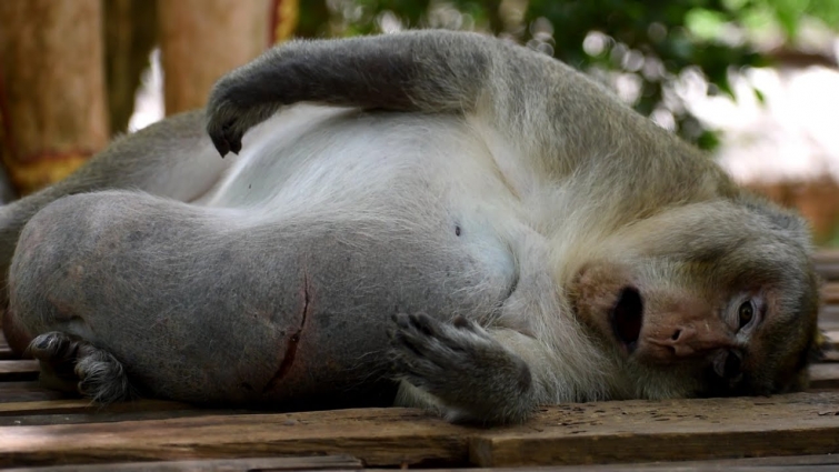 Pitiful monkey was in distress and his stomach belly was hard to move, and now more wound on belly