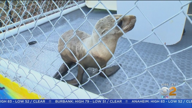 Veterinarian Helps SoCal's Many Sick Sea Lions