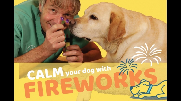 5 Proven Ways to Calm Your Anxious Dog