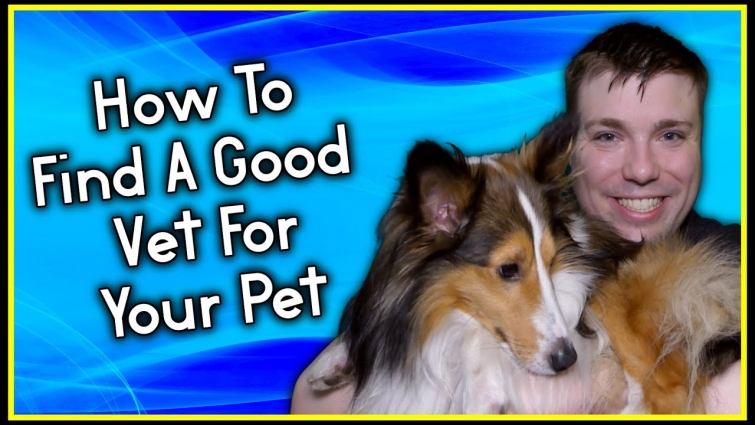 How To Find The Right Veterinarian For You And Pet | Tips and Information | Youtube