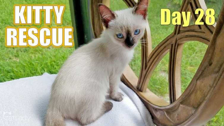 Kitty Rescue: Day 28 update & weigh-in with these adorable kittens! 😽