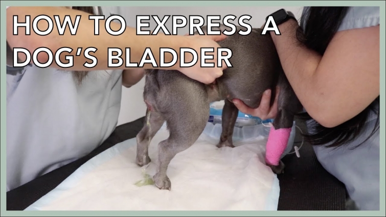 Learn To Express A Dog's Bladder In 3 Minutes!