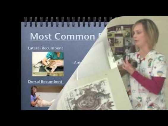 Veterinary Procedure – Restraint Used to Radiograph a Dog