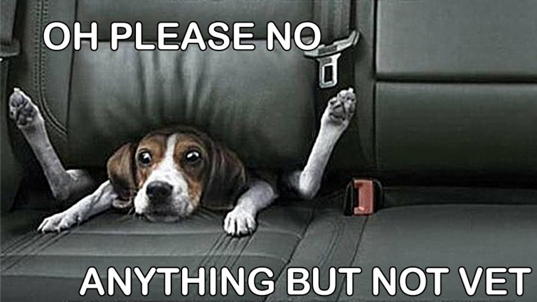 كلب بيطري يكره || FUNNIEST DOGS HATE GOING TO VET COMPILATION 2020 || TRY NOT TO LAUGH