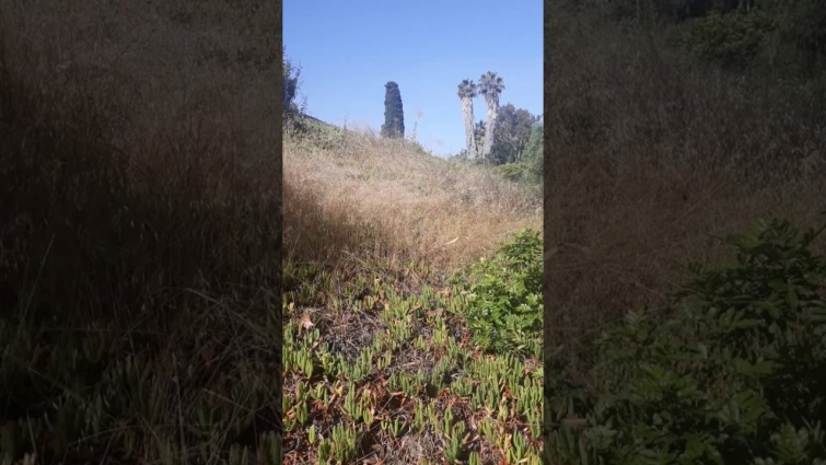 Foxtails at our local park I CoastView Vet Clairemont