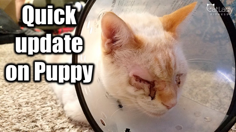 A very quick update on Puppy's eye ❤👁