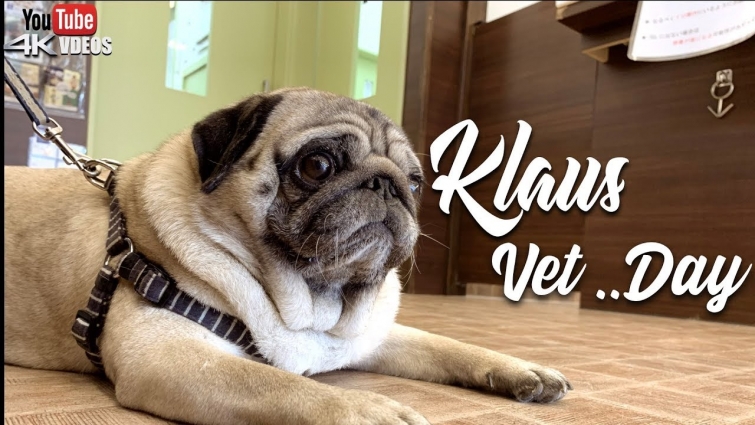 ANIMALS GO TO THE VET | DOGS GOES TO THE VET | PUG TO THE VET | OCEAN ANIMAL HOSPITAL | KLAUS D PUG