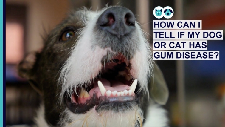 How Can I Tell If My Dog or Cat Has Gum Disease?