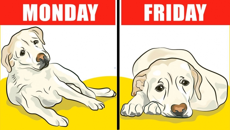 Most Crucial Mistakes that Shortens a Pet's Lifespan