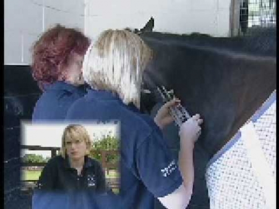 Afuturein veterinary nursing – Part one