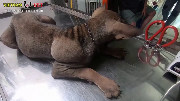 Live stream Saving poor dog with a huge tumor was infected!