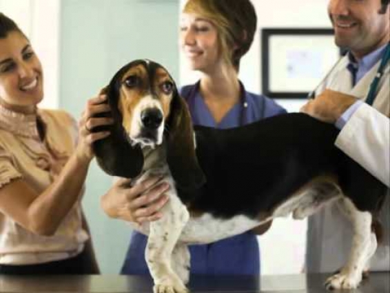 Town & Country Veterinary Clinic – Veterinarian Christiansburg, VA