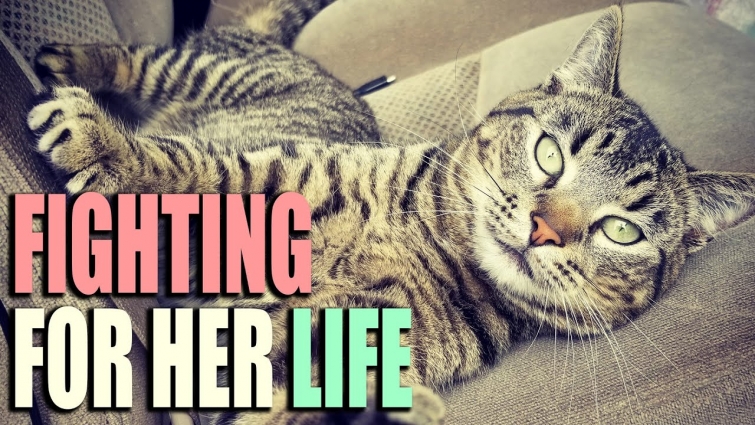 FIGHTING For Her LIFE – Emergency Pet Care On The Road – RV Life