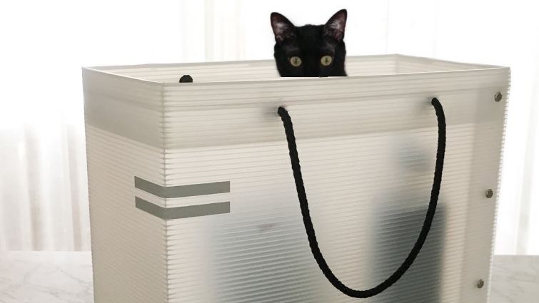 Black Cat Goes To The Vet | Cats And Magic Tricks
