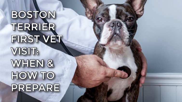 What To Expect From Your Boston Terriers First Vet Visit