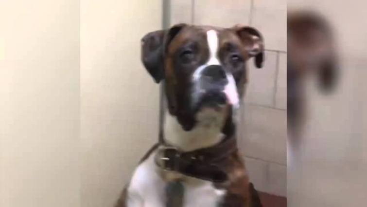 When you pick up the dog from the vet and he gives you that look…😂😂