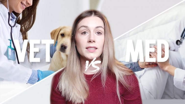 VET VS MED SCHOOL – Why I didn't go to Med School . . .