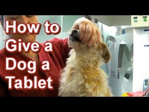 How to Give a Dog a Tablet (Small & Large Dogs) – Tai Wai Small Animal & Exotic Veterinary Hospital