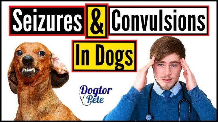 Seizures & Convulsions in Dogs – Vet Explains | Dogtor Pete