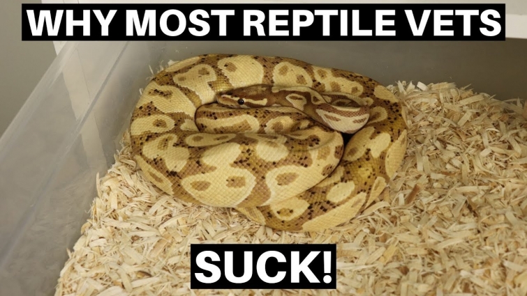 Why Most Reptile Vets SUCK! How To Find Quality Veterinarians – Benjamin's Exotics